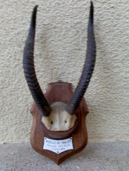 Trophée de chasse